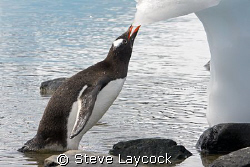 Penguin taking a drink from a melting iceberg by Steve Laycock 